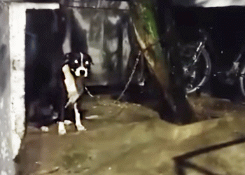 Al sol y al agua, así se encuentra una perrita en una casa en Buga