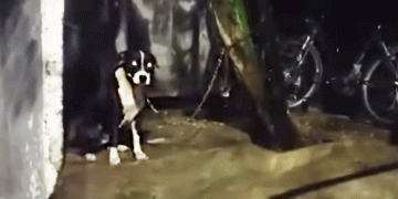 Al sol y al agua, así se encuentra una perrita en una casa en Buga