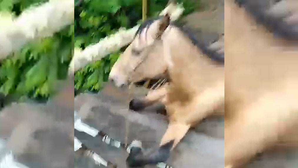 Heroico rescate en Campoalegre