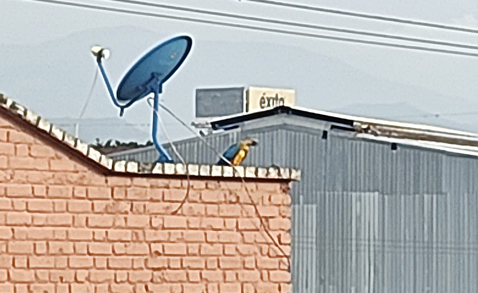 Loro multicolor fue rescatado de los tejados de una vivienda en Tuluá