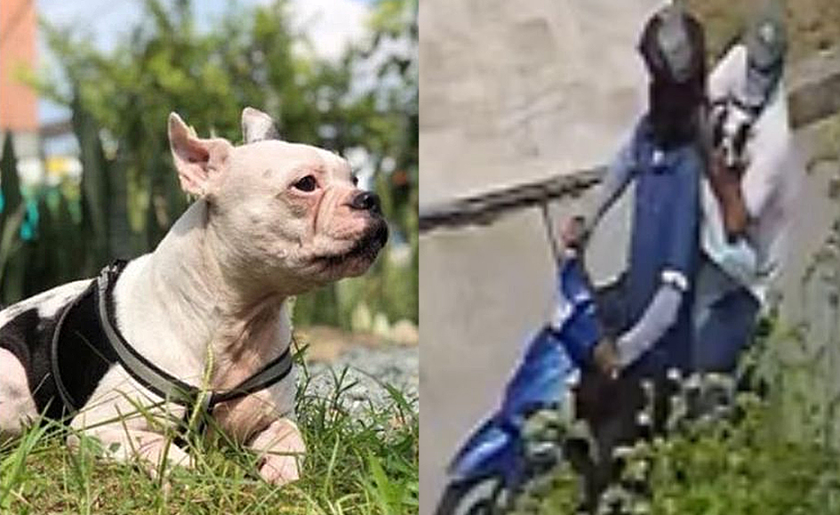 En robo a vivienda ladrones también se llevaron la mascota