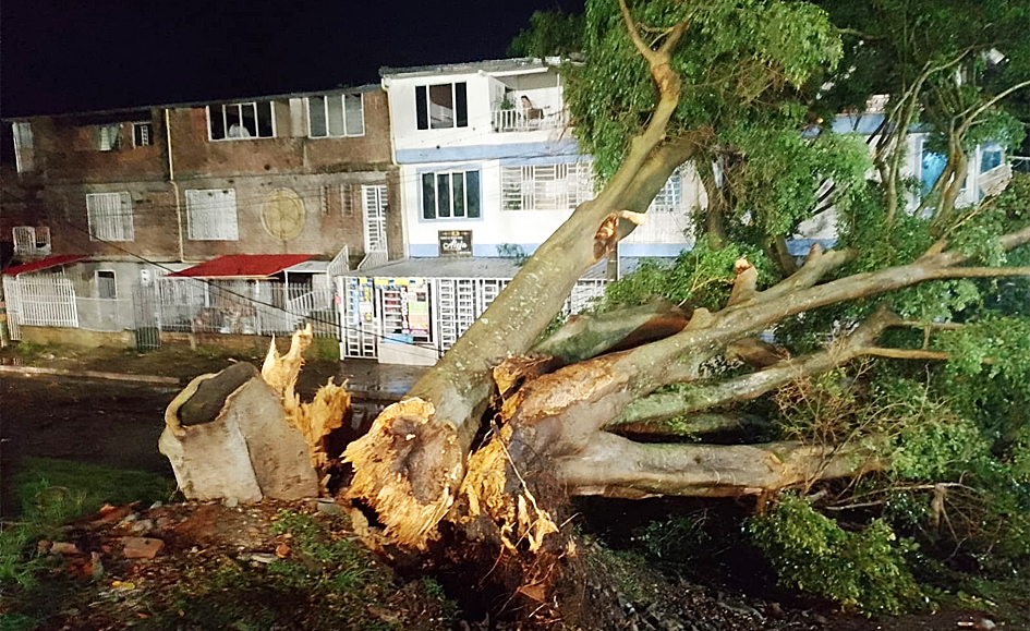 Frondoso árbol cayó sobre la vía