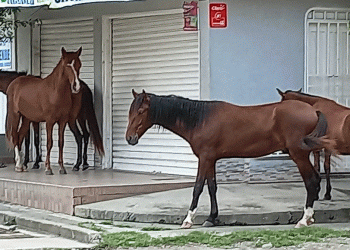 Sin Dios ni ley. Es urgente que Tuluá tenga un centro de protección animal