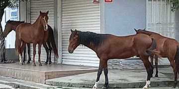 Sin Dios ni ley. Es urgente que Tuluá tenga un centro de protección animal