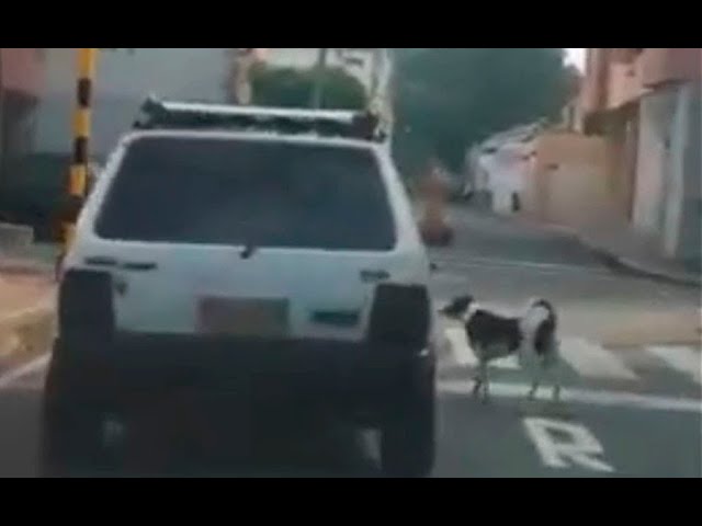 Perrito corre detrás de quien lo abandonó