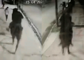 A lomo de caballo atracaba a transeúntes en plena vía pública