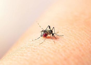 Yumbo será piloto de la estrategia ‘Wolbachia’ con la que se le apuesta a disminuir el dengue