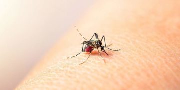 Yumbo será piloto de la estrategia ‘Wolbachia’ con la que se le apuesta a disminuir el dengue