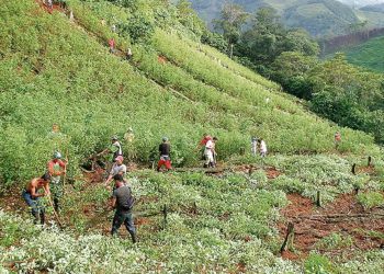 La sustitución de cultivos ilícitos no debe parar en el Valle