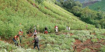 La sustitución de cultivos ilícitos no debe parar en el Valle