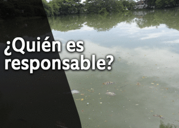 Denuncian mortandad de peces en el Lago Chillicote de Tuluá