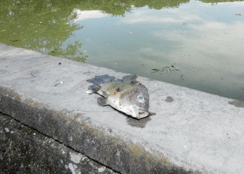Lago Chillicote sí es intervenido periódicamente