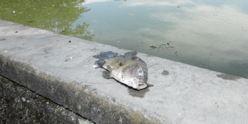Lago Chillicote sí es intervenido periódicamente