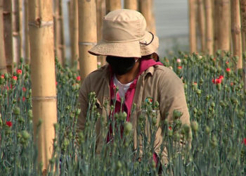 Ley de la mujer rural será ajustada para que responda a nuevos retos