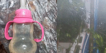 Luego de quince días aparecieron sanos y salvos los niños que se habían accidentado en un siniestro aéreo