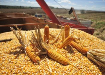 Fortalecen producción de maíz en el Valle del Cauca