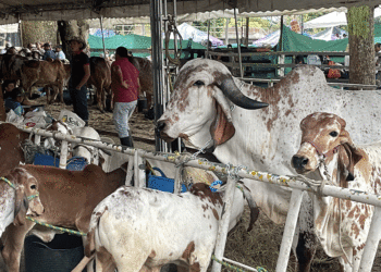 Muestra ganadera de la feria 66 está lista
