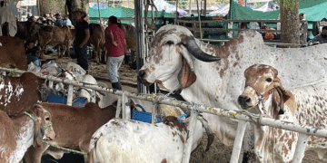 Muestra ganadera de la feria 66 está lista