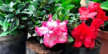 Las flores serán las reinas