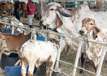 Ganadería con máxima ocupación