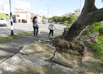 Los árboles que se tragan andenes, vías y separadores en Tuluá