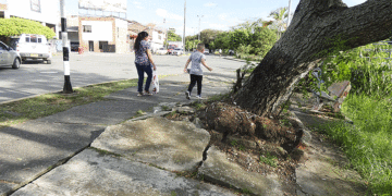 Los árboles que se tragan andenes, vías y separadores en Tuluá