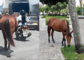 Caballos deambulan no solo en los barrios, ahora es el centro de la ciudad de Tuluá