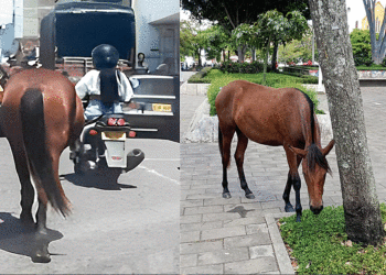 Caballos deambulan no solo en los barrios, ahora es el centro de la ciudad de Tuluá