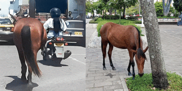 Caballos deambulan no solo en los barrios, ahora es el centro de la ciudad de Tuluá