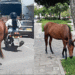 Caballos deambulan no solo en los barrios, ahora es el centro de la ciudad de Tuluá
