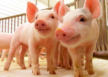 Variedad de recetas con carne de cerdo Coliseo de Ferias Manuel Victoria Rojas