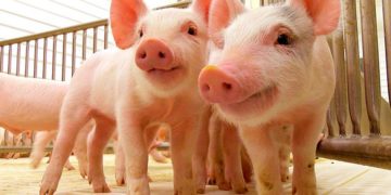 Variedad de recetas con carne de cerdo Coliseo de Ferias Manuel Victoria Rojas