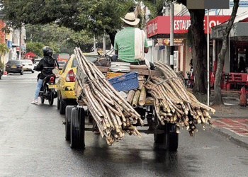¿Y quién protege a estos caballitos?