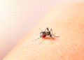 No se descuide, el dengue lo acecha