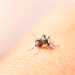 No se descuide, el dengue lo acecha