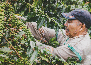 El café mueve la economía del país; el Valle del Cauca tiene producción en 39 de los 42 municipios