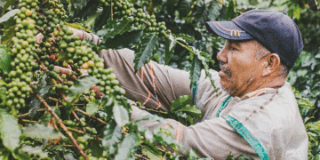 El café mueve la economía del país; el Valle del Cauca tiene producción en 39 de los 42 municipios