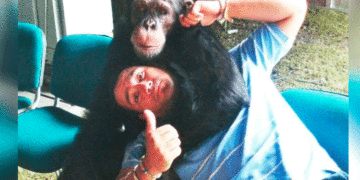 Uno de los chimpancés que mataron en Ukumarí era de Raúl Gasca