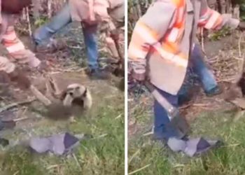 Despiden a trabajador señalado de matar un oso hormiguero en el Ingenio Providencia