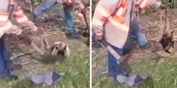 Despiden a trabajador señalado de matar un oso hormiguero en el Ingenio Providencia