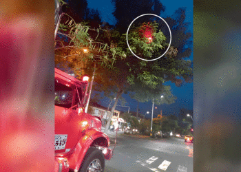 Las palmas impiden visibilizar el semáforo