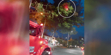 Las palmas impiden visibilizar el semáforo