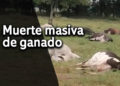 Impresionante mortandad de ganado en el corregimiento de Chambimbal, Buga