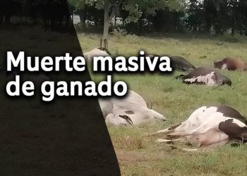 Impresionante mortandad de ganado en el corregimiento de Chambimbal, Buga