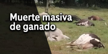 Impresionante mortandad de ganado en el corregimiento de Chambimbal, Buga