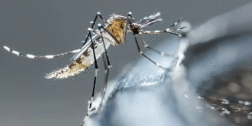 El Niño trajo el dengue en el Valle del Cauca