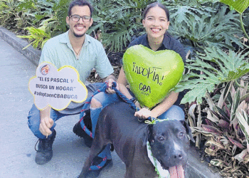 En Buga promueven la adopción responsable de mascotas
