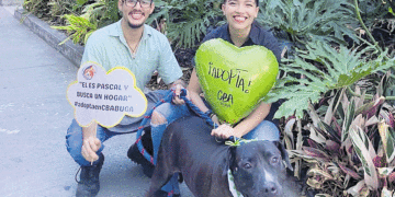 En Buga promueven la adopción responsable de mascotas