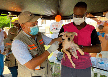 Vacunarán 165 mil perros en el Valle; las jornadas contra la rabia serán gratuitas