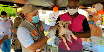 Vacunarán 165 mil perros en el Valle; las jornadas contra la rabia serán gratuitas